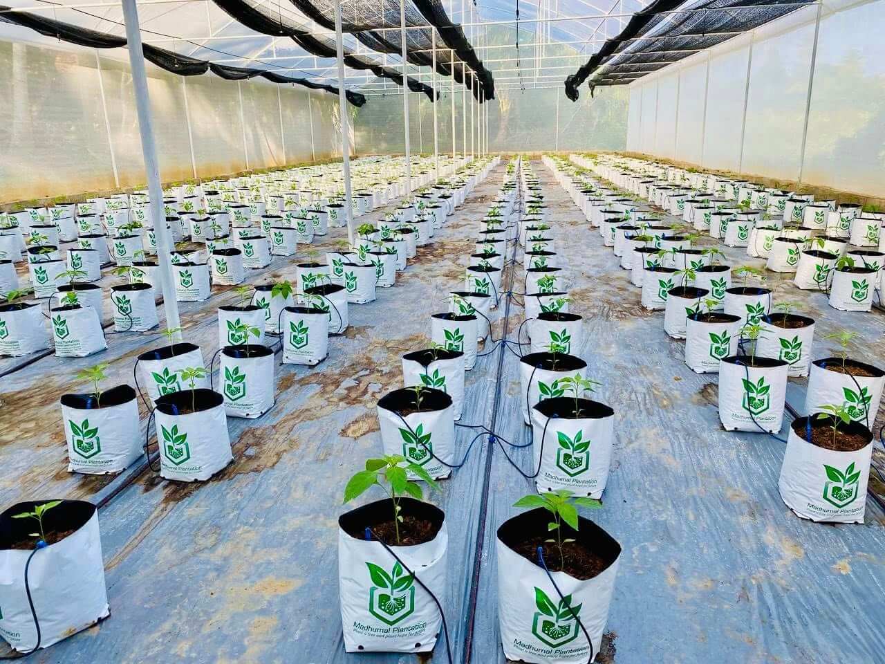Other High-Value Crops cultivation