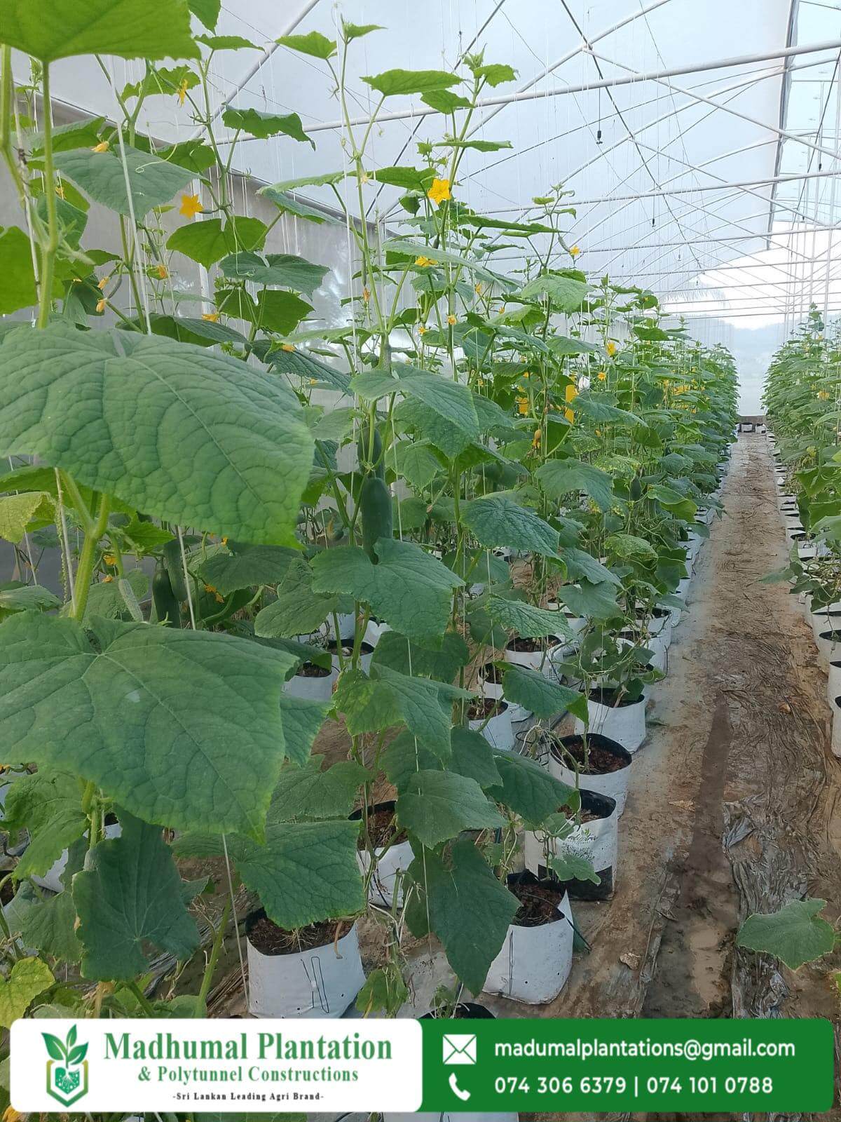 Strawberry cultivation